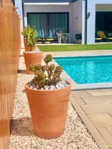 three plants in pots next to a swimming pool at Casa Penina in Portimão