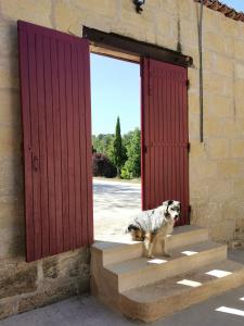 un cane in piedi davanti a una porta rossa di Gîte de charme au cœur de l'entre-deux-mers a Haux