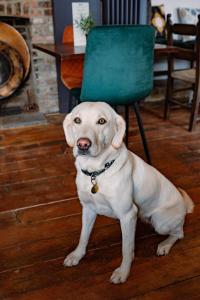 a white dog sitting next to a green chair at The Print House Inn in Kent