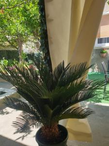 una palmera en una olla en un patio en Casa vacanze con giardino e area barbecue en Martis