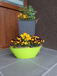 Zahrada ubytování Apartmany Kras