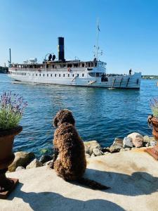 a dog sitting on some rocks in front of a boat at Modern house in Nacka Stockholm in Lännersta