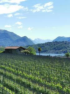 un champ de vigne avec un bâtiment en arrière-plan dans l'établissement Casa Ghiro, à Pura