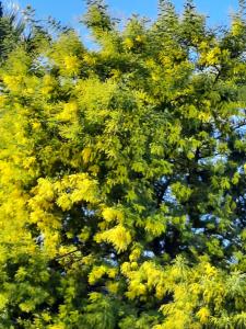 un árbol florido con flores amarillas. en Mer et soleil, en Le Pradet