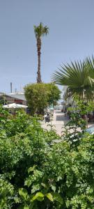 a palm tree in the middle of a street at Sweetmar-Ground floor-Guest rooms in Kos