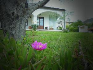 a pink flower in the grass in front of a house at Villa il Poderino in Marina di Campo