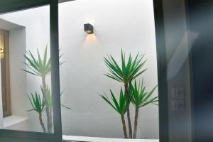 two palm trees in a room with a window at Theme - Taghazout - Luxury villa - 10 Px in Taghazout