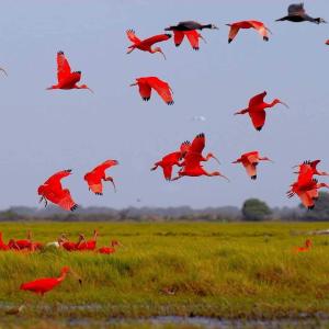 ein Schwarm roter Vögel, die über ein Feld fliegen in der Unterkunft Hotel las Corocoras del llano in Villavicencio