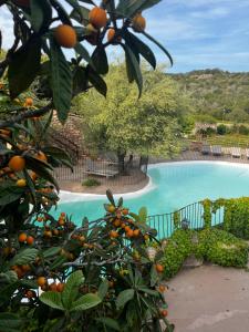 an orange tree in front of a swimming pool at Ranch Campo Palombaggia in Porto-Vecchio