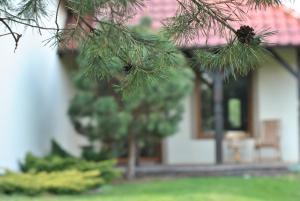 a branch of a pine tree in front of a house at Apartament WITA in Niemcz