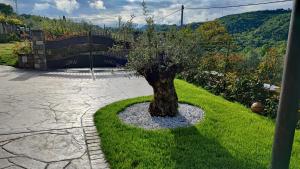 a tree sitting in the middle of a yard at Apartment Wine & Olive oil Mofardin in Koper