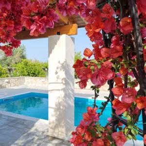 a pergola with red flowers next to a swimming pool at Lianas Garden House in Rhodes Town