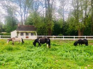 a group of horses grazing in a field in front of a house at Gîte Ô Lunain Nature et Rivière 
