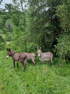 Gallery image of Maison du bonheur in Gan