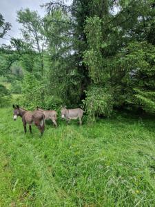 Gallery image of Maison du bonheur in Gan