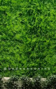 a green bush with the wordsarioandonrequiredrequired at Bed Nonnonino in Porto Cesareo