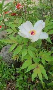 una flor blanca en un arbusto con hojas verdes en Saint Paul De Vence, en Damyang
