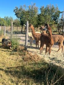 un grupo de animales parados detrás de una valla en La Sicilia Chacra en Villa Regina