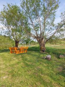 a picnic table and a tree in a field at Marija in Krāslava