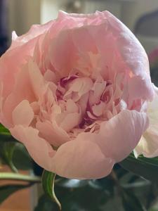 una rosa se muestra con sus capullos en Villa Fresquet en Cherbourg en Cotentin