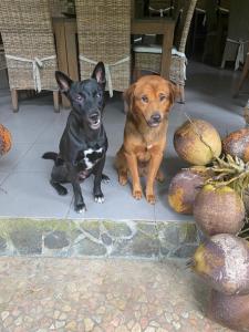 dos perros sentados uno al lado del otro en un patio en Astuti Gallery Homestay en Yogyakarta
