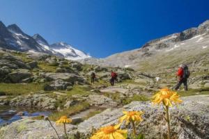 a group of people walking on a mountain with flowers at appartamento Passo del Tonale sulle piste in Passo del Tonale