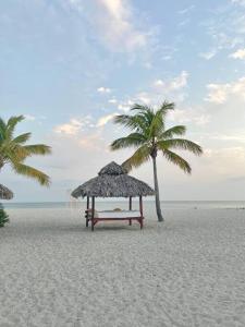 a bench and palm trees on a beach at Nikki Residences Apto en playa Blanca in Playa Blanca +3 photos