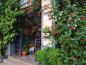 a shop with flowers and a dog in the doorway at David Hotel - Ethno style in Tbilisi City