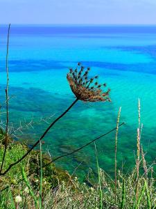 a dried plant on a cliff overlooking the ocean at A ChiOsella in Corbara