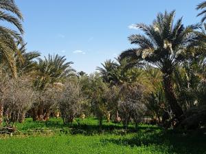 Κήπος έξω από το Gite DAR UL