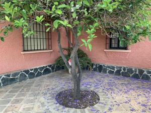a tree in front of a pink building at Villa costa del sol in Torremolinos