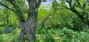 drzewo z ptasim domem w obiekcie SWIM and CLIMB BAŠKA HOLIDAY HOUSE - island KRK w mieście Draga