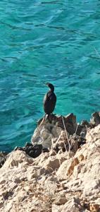 ptak siedzący na skałach blisko wody w obiekcie SWIM and CLIMB BAŠKA HOLIDAY HOUSE - island KRK w mieście Draga +102 zdjęcia