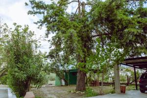 een grote boom voor een huis bij To Petrino 