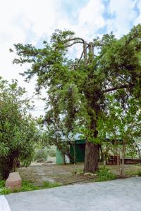 ein großer Baum vor einem grünen Gebäude in der Unterkunft To Petrino 