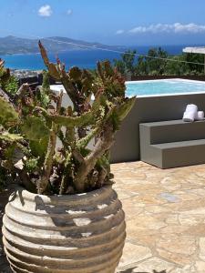 duża roślina w dużej kamiennej wazie na patio w obiekcie Villa Thea - Τhe View 1st floor w mieście Áno Yerakaríon