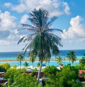 un palmier avec l'océan en arrière-plan dans l'établissement Oasis Village Fenfushi, Maldives, à Fenfushi