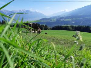 a group of cows grazing on a green field at Nockhof in Innsbruck