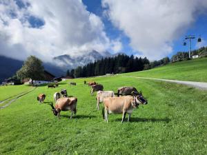 stado krów wypasających się na polu trawy w obiekcie Nockhof w mieście Innsbruck