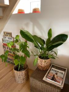 três plantas em cestos sobre uma mesa com uma imagem em Beija Rio Charming House em Ferreira do Zêzere