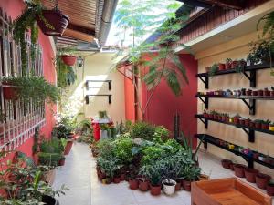 a room filled with lots of potted plants at Casa Micaela in Iquitos
