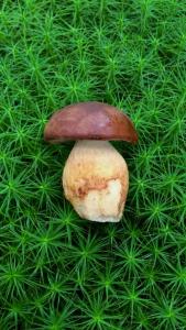 a mushroom sitting on top of the grass at Dame vam pokoj - 4 pokoje se sdilenou kuchyni, kapacita max 9 osob in Harrachov