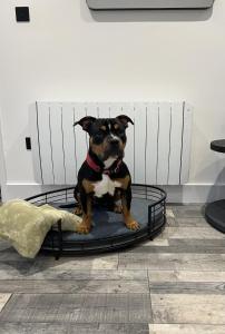 a dog sitting on a dog bed in a room at Crows Nest in Par