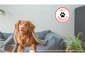 a dog sitting on a couch with a blanket at OYO Waves Hotel Newport OR - NYE Beach in Newport