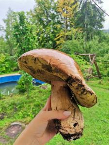 a person holding up a large mushroom at Біла Хижа (Хата) in Verkhne-Studënyy