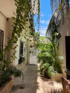 um corredor de uma casa com plantas e um portão em Anana Coliving em Playa del Carmen