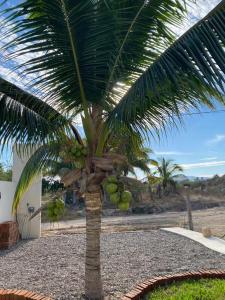a palm tree with a bunch of green bananas on it at Los Amores Apartments B in Pérula