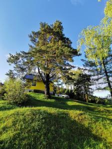 una casa amarilla con un árbol en un campo en Pine View, 
