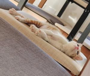 a white and orange cat laying on a couch at 白海民宿 Lunar Mare Inn in Xiaoliuqiu