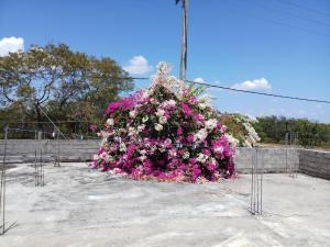 duży krzak wypełniony różowymi i białymi kwiatami w obiekcie Inn On The Bay Home w mieście Kalkudah